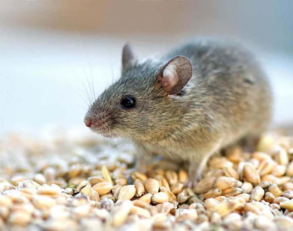 Mice Control Aurora